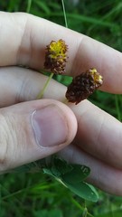 Trifolium spadiceum