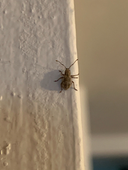 Cyphicerini