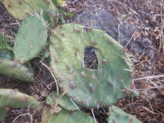 Opuntia cespitosa