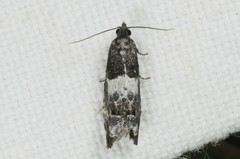 Notocelia trimaculana