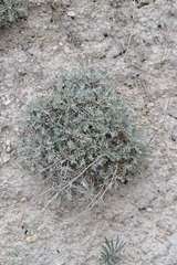Artemisia hololeuca