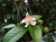 Tetracera