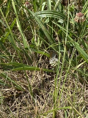 Lycaena phlaeas hypophlaeas