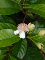 Tetracera