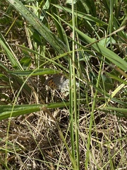 Lycaena phlaeas hypophlaeas