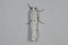 Myelois circumvoluta