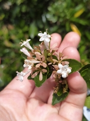 Abelia chinensis