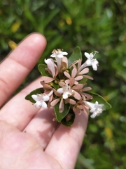 Abelia chinensis