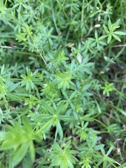 Galium mollugo