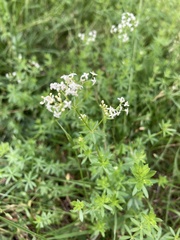 Galium mollugo