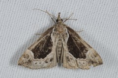 Hypena crassalis