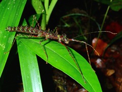 Conogalactea imponens rabaeyae