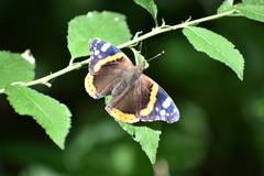 Vanessa atalanta atalanta
