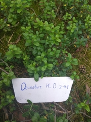 Vaccinium vitis-idaea