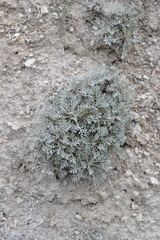 Artemisia hololeuca