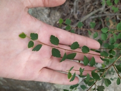 Spiraea blumei