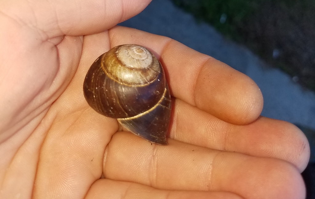 Maryborough Dark Snail