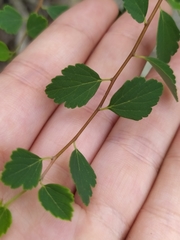 Spiraea blumei