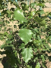 Populus