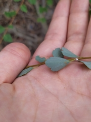 Spiraea blumei