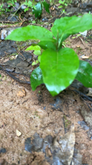 Hedycarya arborea