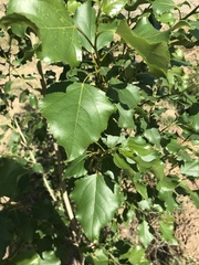 Populus