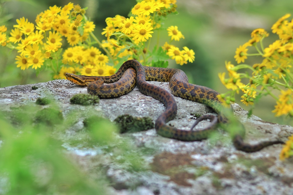 Himalayan Pit-Viper