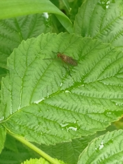 Empis livida