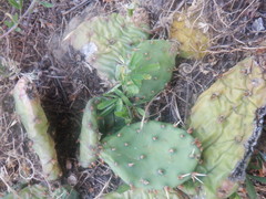 Opuntia cespitosa