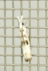 Microcrambus minor