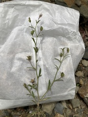 Chaenorhinum minus