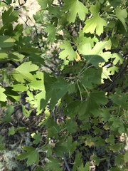 Ribes aureum