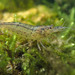 Typical Caridina - Photo (c) H.T.Cheng, some rights reserved (CC BY-NC), uploaded by H.T.Cheng