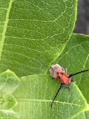 Tetraopes melanurus