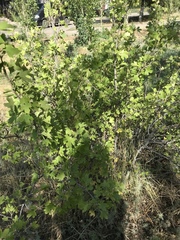 Ribes aureum