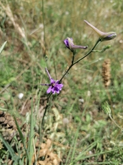 Delphinium halteratum