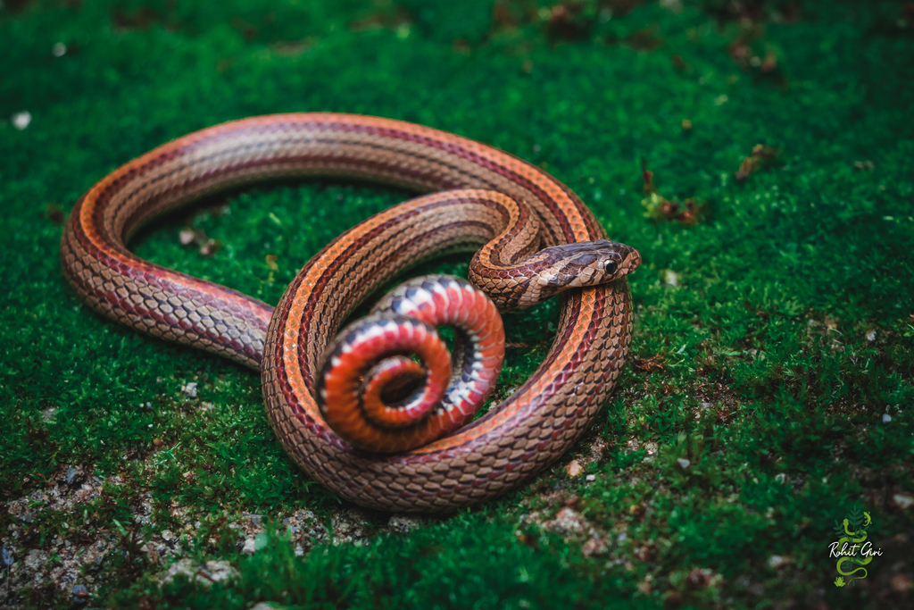 Nagarkot Kukri Snake