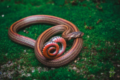 Oligodon erythrogaster