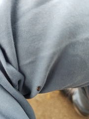 Harmonia axyridis