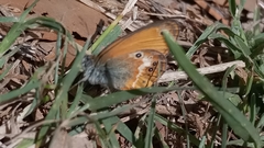 Coenonympha corinna