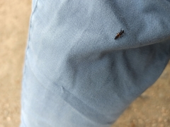 Harmonia axyridis
