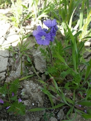 Phacelia ciliata