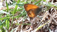 Coenonympha corinna