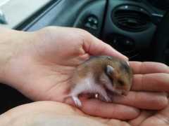 Mesocricetus auratus