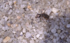Ellipsoptera marginata
