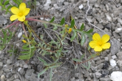 Linum ucranicum