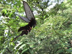 Papilio macilentus