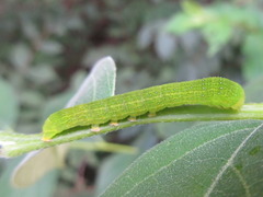 Bleninina
