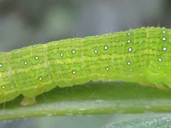 Bleninina