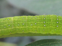 Bleninina